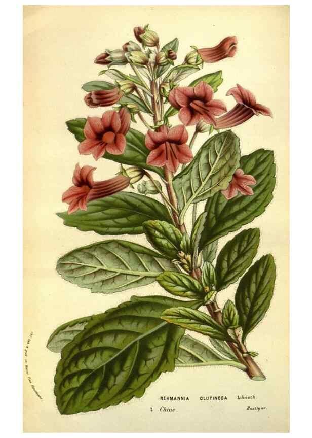 Reproducción/Reproduction 49583705513: Flore des serres et des jardins de l'Europe. A Gand :chez Louis van Houtte, eÌditeur,1845-1880.. 