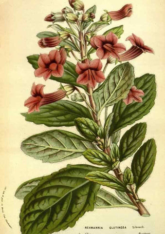 Reproducción/Reproduction 49583705513: Flore des serres et des jardins de l'Europe. A Gand :chez Louis van Houtte, eÌditeur,1845-1880.. 