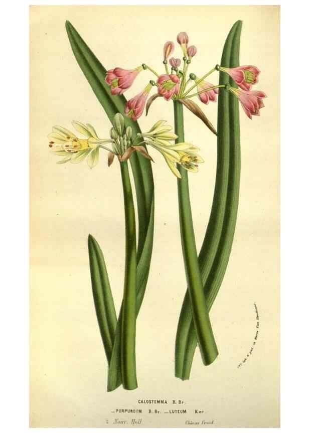 Reproducción/Reproduction 49583705723: Flore des serres et des jardins de l'Europe. A Gand :chez Louis van Houtte, eÌditeur,1845-1880.. 