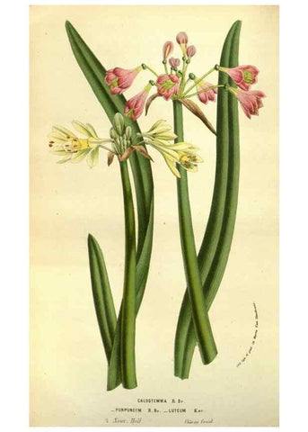 Reproducción/Reproduction 49583705723: Flore des serres et des jardins de l'Europe. A Gand :chez Louis van Houtte, eÌditeur,1845-1880.. 