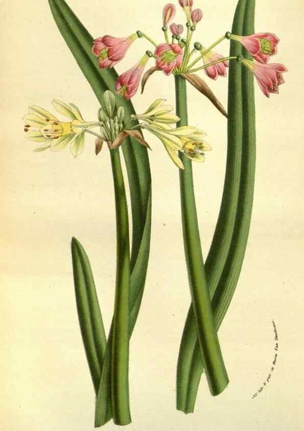 Reproducción/Reproduction 49583705723: Flore des serres et des jardins de l'Europe. A Gand :chez Louis van Houtte, eÌditeur,1845-1880.. 