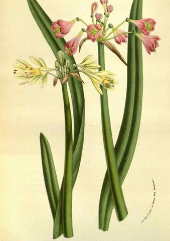 Reproducción/Reproduction 49583705723: Flore des serres et des jardins de l'Europe. A Gand :chez Louis van Houtte, eÌditeur,1845-1880.. 