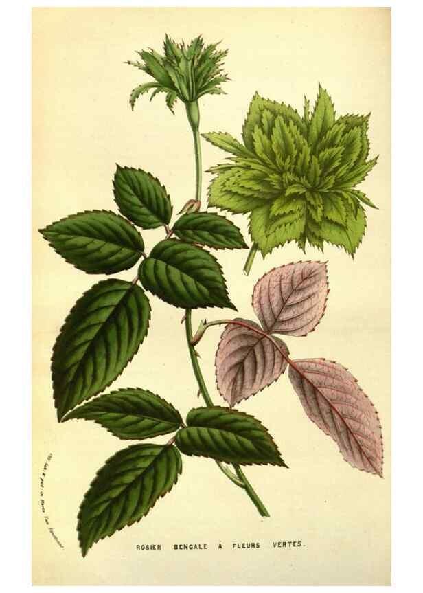 Reproducción/Reproduction 49584437742: Flore des serres et des jardins de l'Europe. A Gand :chez Louis van Houtte, eÌditeur,1845-1880.. 