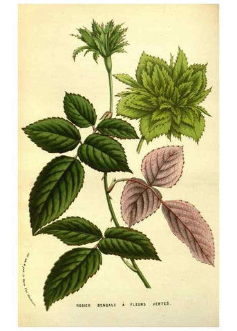 Reproducción/Reproduction 49584437742: Flore des serres et des jardins de l'Europe. A Gand :chez Louis van Houtte, eÌditeur,1845-1880.. 