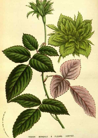 Reproducción/Reproduction 49584437742: Flore des serres et des jardins de l'Europe. A Gand :chez Louis van Houtte, eÌditeur,1845-1880.. 