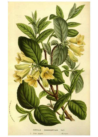 Reproducción/Reproduction 49583706598: Flore des serres et des jardins de l'Europe. A Gand :chez Louis van Houtte, eÌditeur,1845-1880.. 