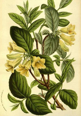 Reproducción/Reproduction 49583706598: Flore des serres et des jardins de l'Europe. A Gand :chez Louis van Houtte, eÌditeur,1845-1880.. 