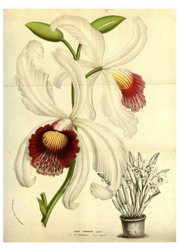 Reproducción/Reproduction 49584438692: Flore des serres et des jardins de l'Europe. A Gand :chez Louis van Houtte, eÌditeur,1845-1880.. 