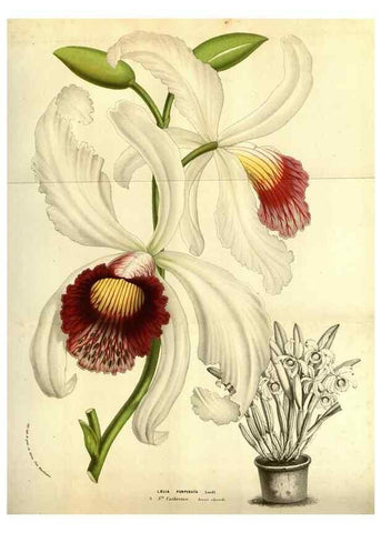 Reproducción/Reproduction 49584438692: Flore des serres et des jardins de l'Europe. A Gand :chez Louis van Houtte, eÌditeur,1845-1880.. 