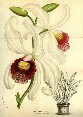 Reproducción/Reproduction 49584438692: Flore des serres et des jardins de l'Europe. A Gand :chez Louis van Houtte, eÌditeur,1845-1880.. 