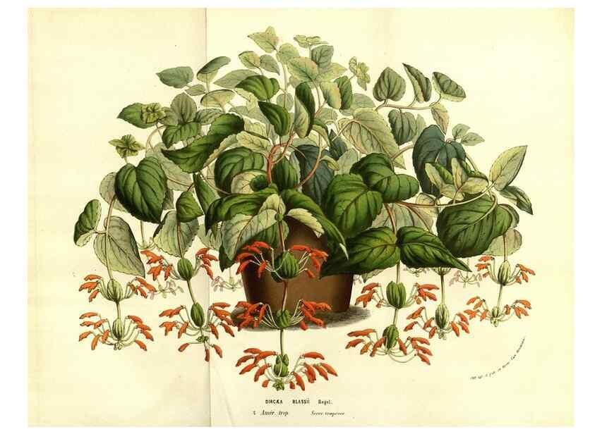 Reproducción/Reproduction 49583707243: Flore des serres et des jardins de l'Europe. A Gand :chez Louis van Houtte, eÌditeur,1845-1880.. 
