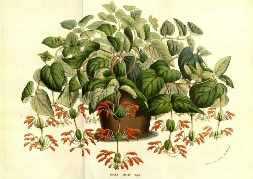 Reproducción/Reproduction 49583707243: Flore des serres et des jardins de l'Europe. A Gand :chez Louis van Houtte, eÌditeur,1845-1880.. 