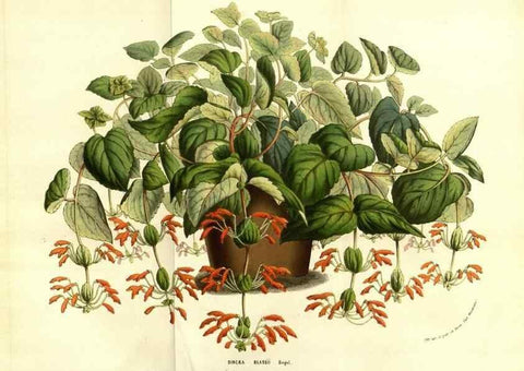 Reproducción/Reproduction 49583707243: Flore des serres et des jardins de l'Europe. A Gand :chez Louis van Houtte, eÌditeur,1845-1880.. 