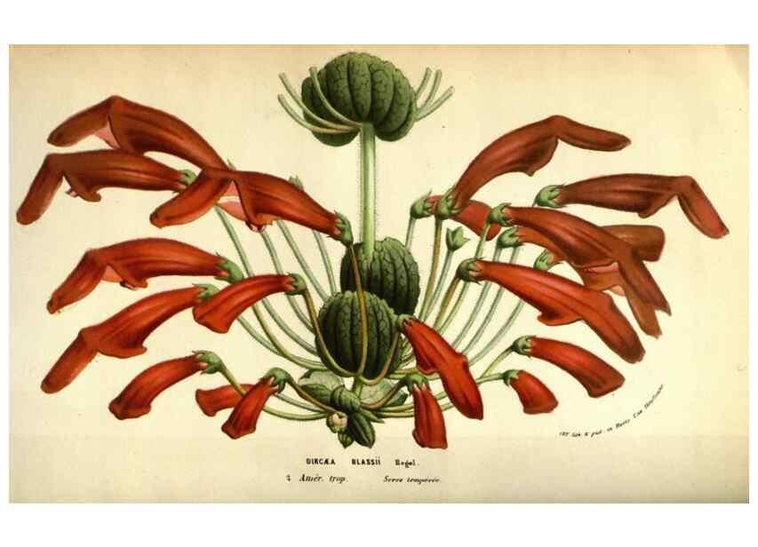 Reproducción/Reproduction 49584439362: Flore des serres et des jardins de l'Europe. A Gand :chez Louis van Houtte, eÌditeur,1845-1880.. 