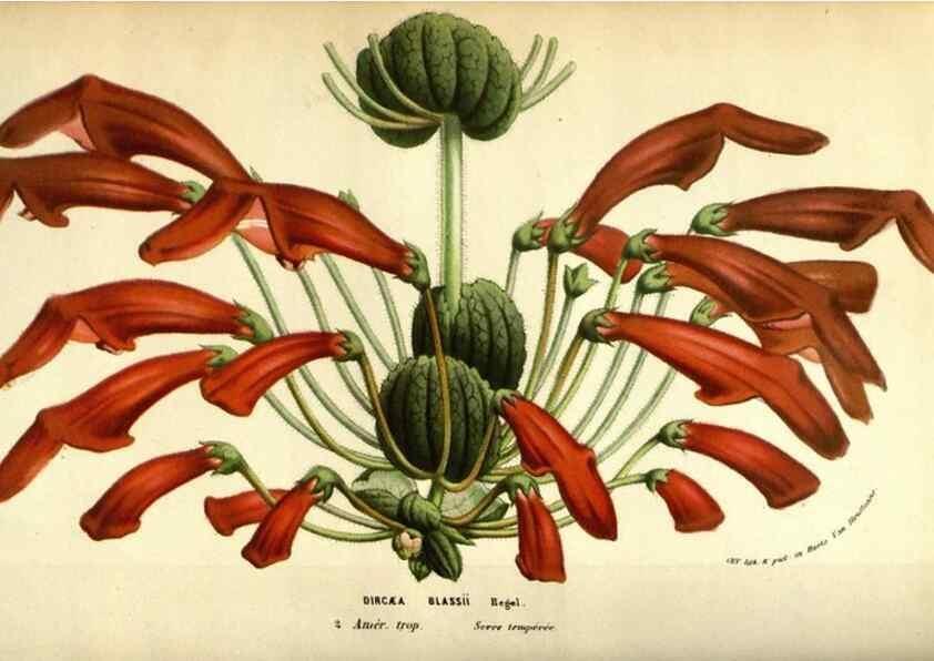 Reproducción/Reproduction 49584439362: Flore des serres et des jardins de l'Europe. A Gand :chez Louis van Houtte, eÌditeur,1845-1880.. 