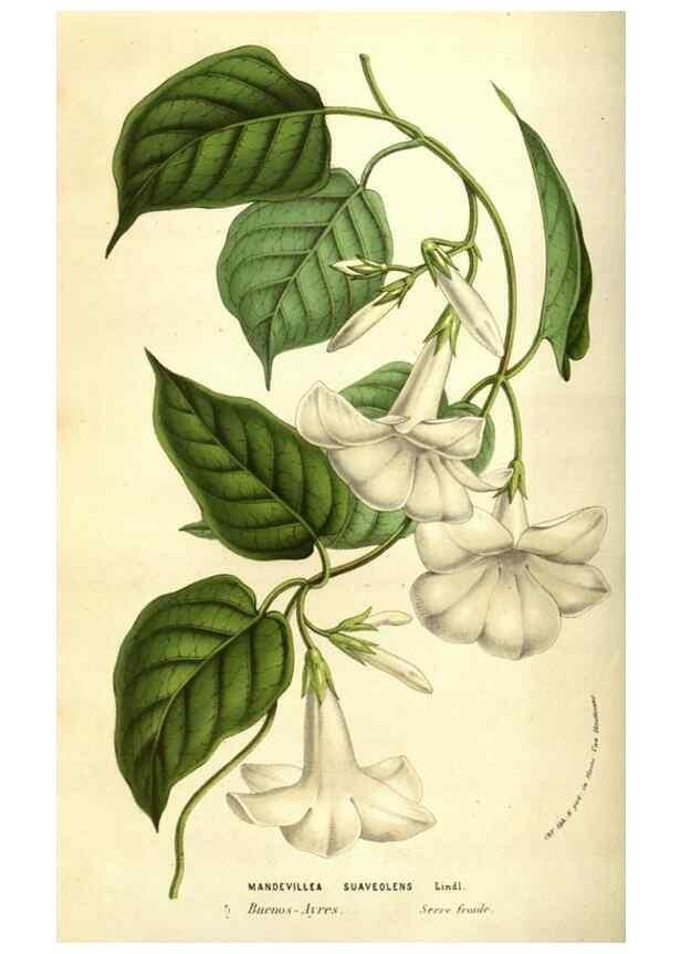 Reproducción/Reproduction 49584439732: Flore des serres et des jardins de l'Europe. A Gand :chez Louis van Houtte, eÌditeur,1845-1880.. 