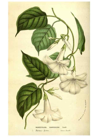 Reproducción/Reproduction 49584439732: Flore des serres et des jardins de l'Europe. A Gand :chez Louis van Houtte, eÌditeur,1845-1880.. 