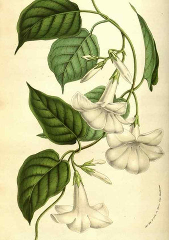 Reproducción/Reproduction 49584439732: Flore des serres et des jardins de l'Europe. A Gand :chez Louis van Houtte, eÌditeur,1845-1880.. 