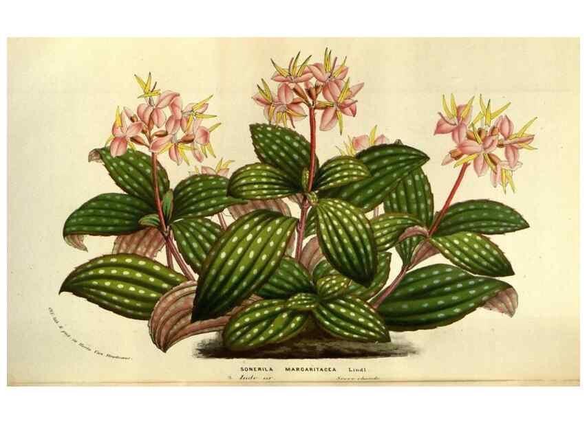 Reproducción/Reproduction 49583703263: Flore des serres et des jardins de l'Europe. A Gand :chez Louis van Houtte, eÌditeur,1845-1880.. 