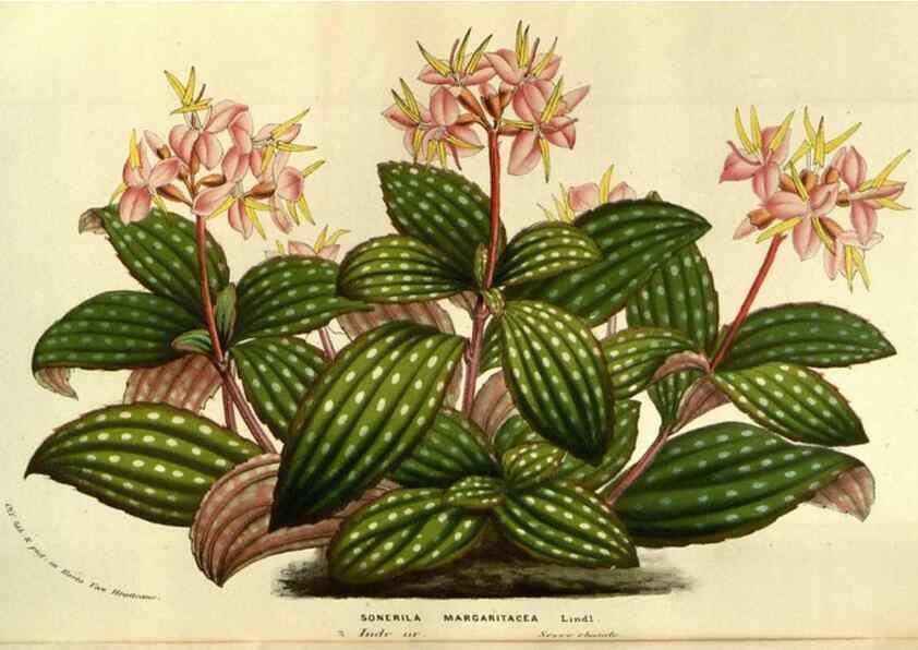 Reproducción/Reproduction 49583703263: Flore des serres et des jardins de l'Europe. A Gand :chez Louis van Houtte, eÌditeur,1845-1880.. 