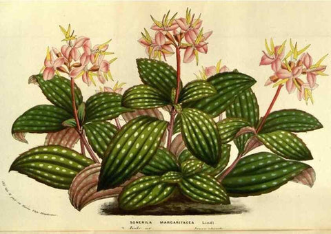 Reproducción/Reproduction 49583703263: Flore des serres et des jardins de l'Europe. A Gand :chez Louis van Houtte, eÌditeur,1845-1880.. 