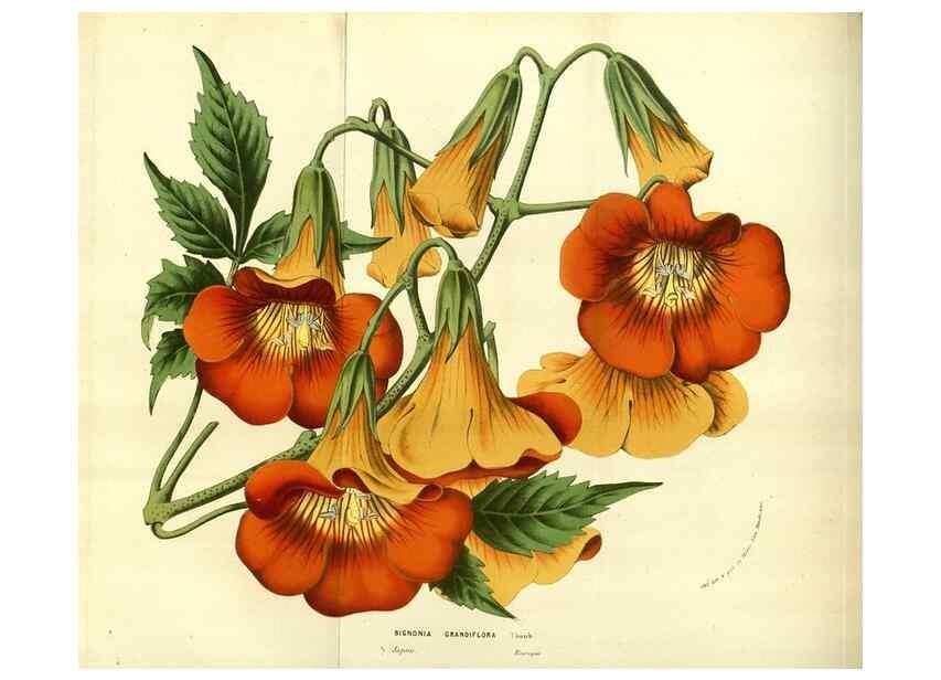 Reproducción/Reproduction 49583703128: Flore des serres et des jardins de l'Europe. A Gand :chez Louis van Houtte, eÌditeur,1845-1880.. 