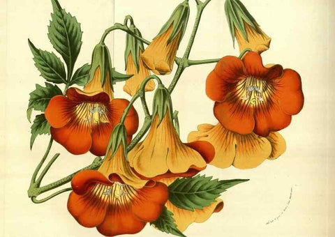 Reproducción/Reproduction 49583703128: Flore des serres et des jardins de l'Europe. A Gand :chez Louis van Houtte, eÌditeur,1845-1880.. 