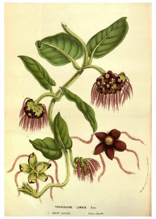 Reproducción/Reproduction 49583702833: Flore des serres et des jardins de l'Europe. A Gand :chez Louis van Houtte, eÌditeur,1845-1880.. 