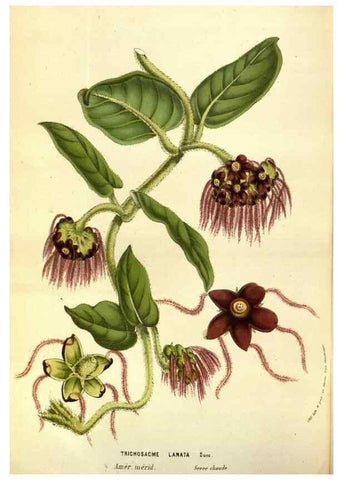 Reproducción/Reproduction 49583702833: Flore des serres et des jardins de l'Europe. A Gand :chez Louis van Houtte, eÌditeur,1845-1880.. 