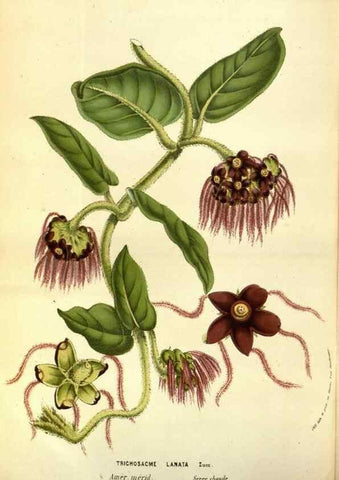 Reproducción/Reproduction 49583702833: Flore des serres et des jardins de l'Europe. A Gand :chez Louis van Houtte, eÌditeur,1845-1880.. 
