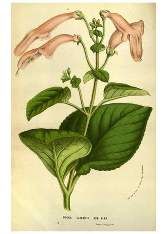 Reproducción/Reproduction 49584199936: Flore des serres et des jardins de l'Europe. A Gand :chez Louis van Houtte, eÌditeur,1845-1880.. 