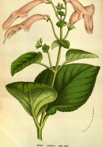 Reproducción/Reproduction 49584199936: Flore des serres et des jardins de l'Europe. A Gand :chez Louis van Houtte, eÌditeur,1845-1880.. 