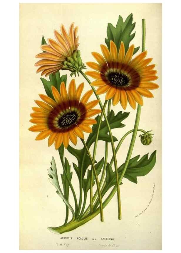 Reproducción/Reproduction 49584195266: Flore des serres et des jardins de l'Europe. A Gand :chez Louis van Houtte, eÌditeur,1845-1880.. 