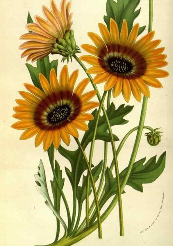 Reproducción/Reproduction 49584195266: Flore des serres et des jardins de l'Europe. A Gand :chez Louis van Houtte, eÌditeur,1845-1880.. 