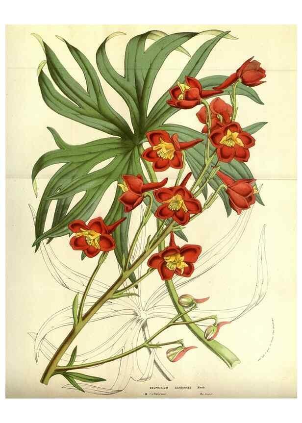 Reproducción/Reproduction 49584429812: Flore des serres et des jardins de l'Europe. A Gand :chez Louis van Houtte, eÌditeur,1845-1880.. 