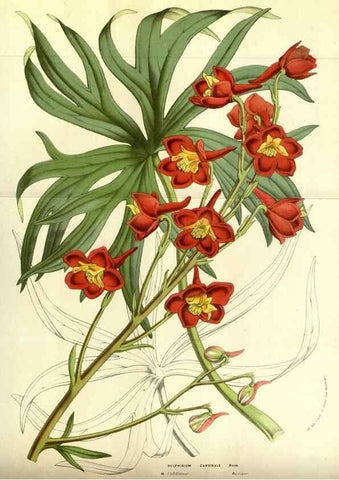Reproducción/Reproduction 49584429812: Flore des serres et des jardins de l'Europe. A Gand :chez Louis van Houtte, eÌditeur,1845-1880.. 