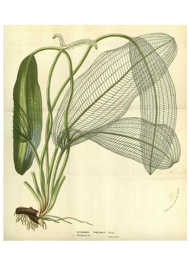 Reproducción/Reproduction 49583698398: Flore des serres et des jardins de l'Europe. A Gand :chez Louis van Houtte, eÌditeur,1845-1880.. 