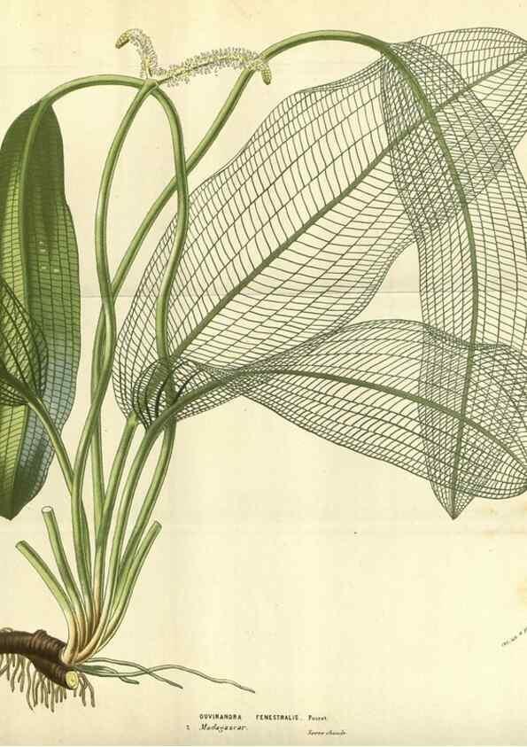 Reproducción/Reproduction 49583698398: Flore des serres et des jardins de l'Europe. A Gand :chez Louis van Houtte, eÌditeur,1845-1880.. 