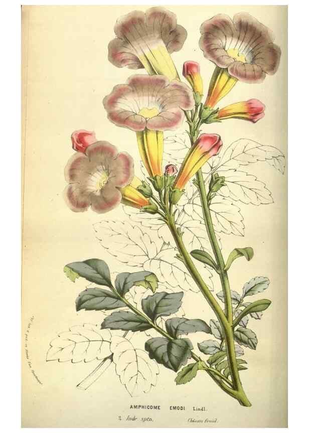 Reproducción/Reproduction 49584430332: Flore des serres et des jardins de l'Europe. A Gand :chez Louis van Houtte, eÌditeur,1845-1880.. 