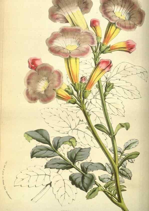 Reproducción/Reproduction 49584430332: Flore des serres et des jardins de l'Europe. A Gand :chez Louis van Houtte, eÌditeur,1845-1880.. 