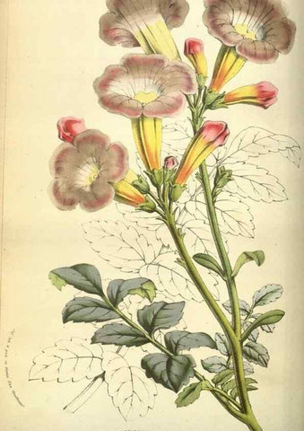 Reproducción/Reproduction 49584430332: Flore des serres et des jardins de l'Europe. A Gand :chez Louis van Houtte, eÌditeur,1845-1880.. 