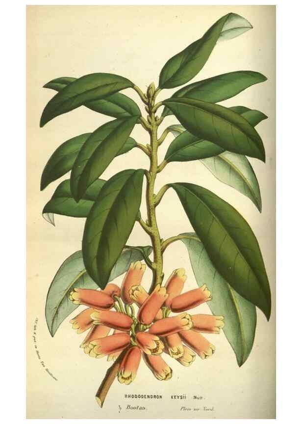 Reproducción/Reproduction 49584196386: Flore des serres et des jardins de l'Europe. A Gand :chez Louis van Houtte, eÌditeur,1845-1880.. 