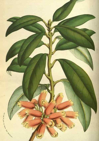 Reproducción/Reproduction 49584196386: Flore des serres et des jardins de l'Europe. A Gand :chez Louis van Houtte, eÌditeur,1845-1880.. 