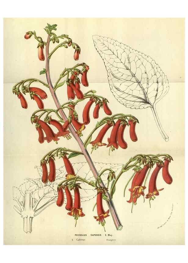 Reproducción/Reproduction 49584430862: Flore des serres et des jardins de l'Europe. A Gand :chez Louis van Houtte, eÌditeur,1845-1880.. 