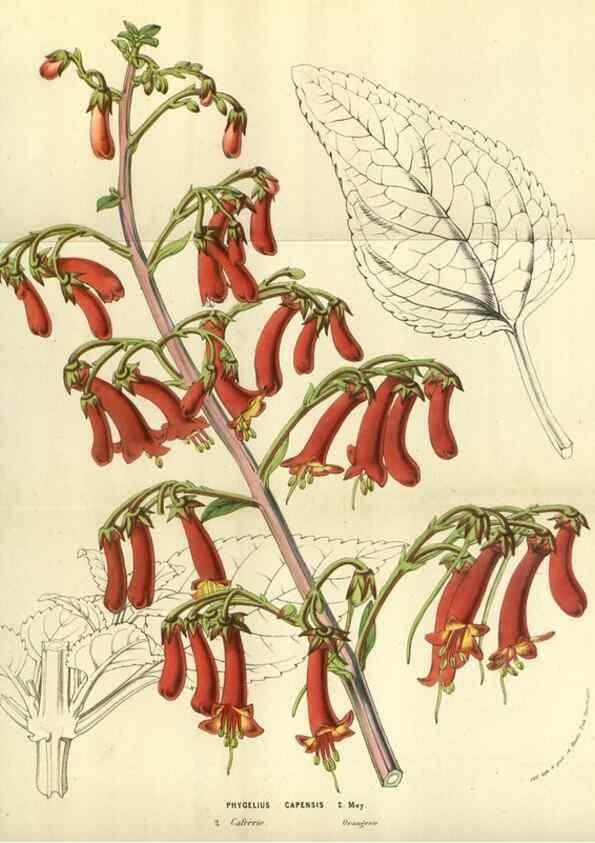 Reproducción/Reproduction 49584430862: Flore des serres et des jardins de l'Europe. A Gand :chez Louis van Houtte, eÌditeur,1845-1880.. 
