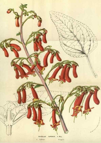 Reproducción/Reproduction 49584430862: Flore des serres et des jardins de l'Europe. A Gand :chez Louis van Houtte, eÌditeur,1845-1880.. 