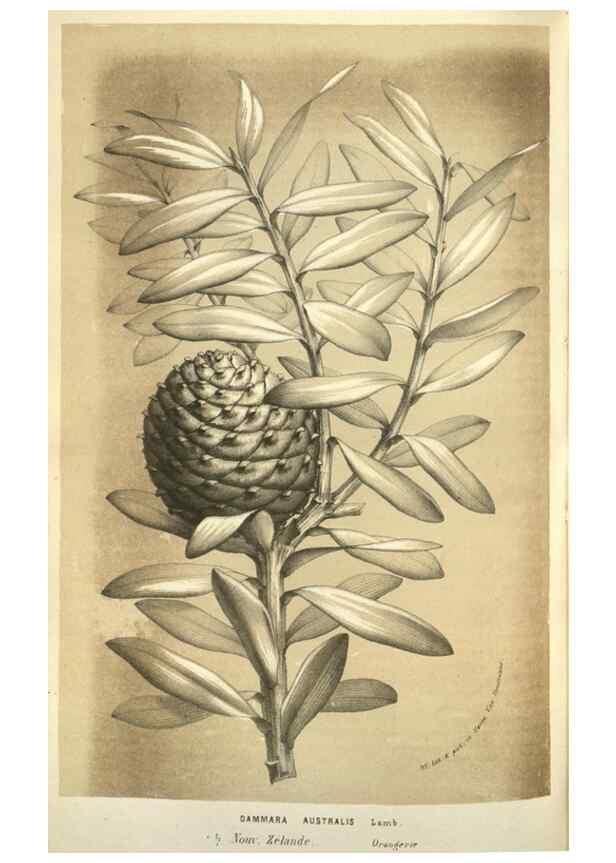 Reproducción/Reproduction 49583699533: Flore des serres et des jardins de l'Europe. A Gand :chez Louis van Houtte, eÌditeur,1845-1880.. 