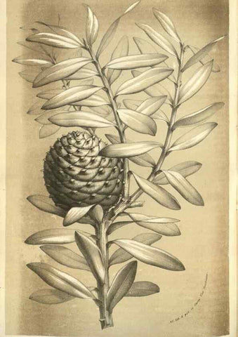 Reproducción/Reproduction 49583699533: Flore des serres et des jardins de l'Europe. A Gand :chez Louis van Houtte, eÌditeur,1845-1880.. 