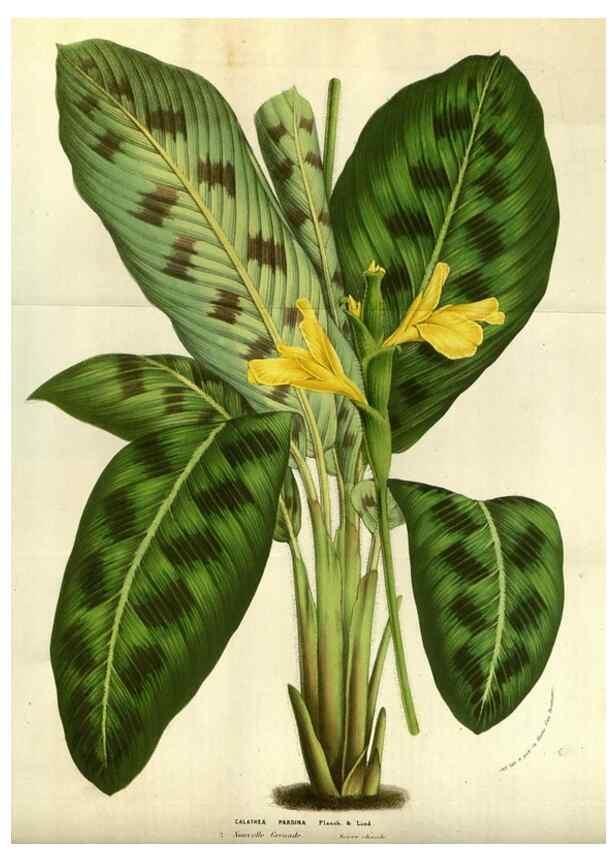 Reproducción/Reproduction 49584428792: Flore des serres et des jardins de l'Europe. A Gand :chez Louis van Houtte, eÌditeur,1845-1880.. 