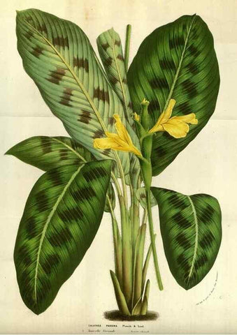Reproducción/Reproduction 49584428792: Flore des serres et des jardins de l'Europe. A Gand :chez Louis van Houtte, eÌditeur,1845-1880.. 